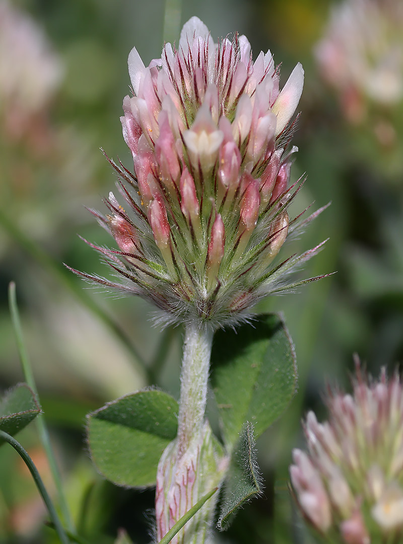 long-headed clover